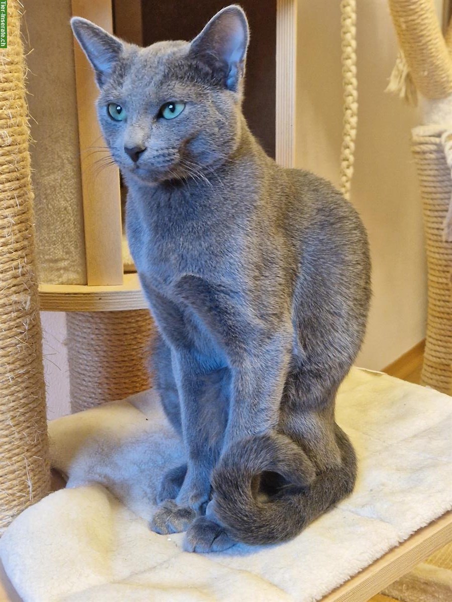 Bild 3: Russisch Blau Kitten mit Stammbaum zu verkaufen