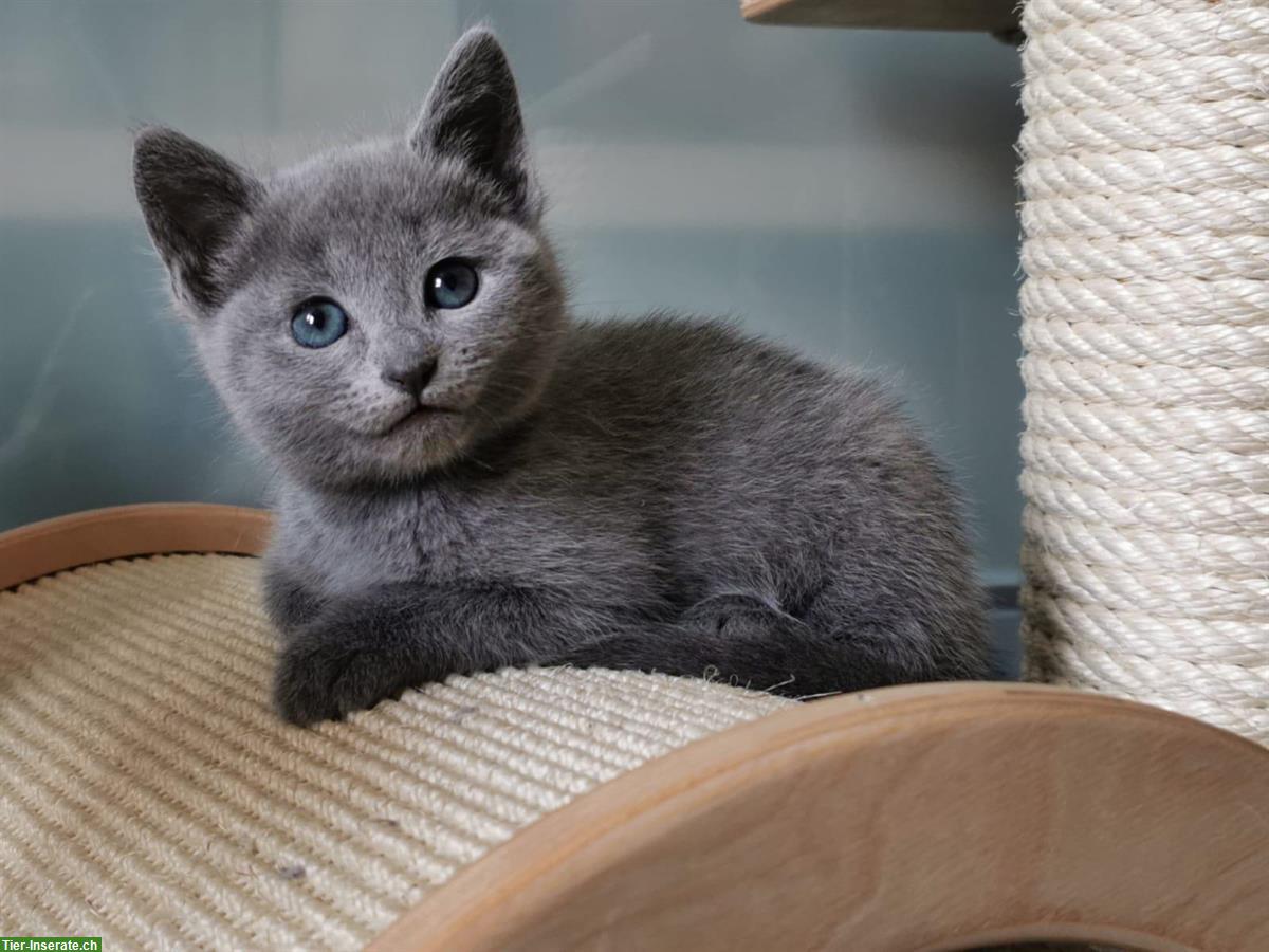 Bild 7: Russisch Blau Kitten mit Stammbaum zu verkaufen