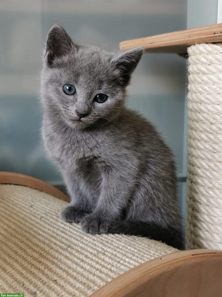Bild 8: Russisch Blau Kitten mit Stammbaum zu verkaufen