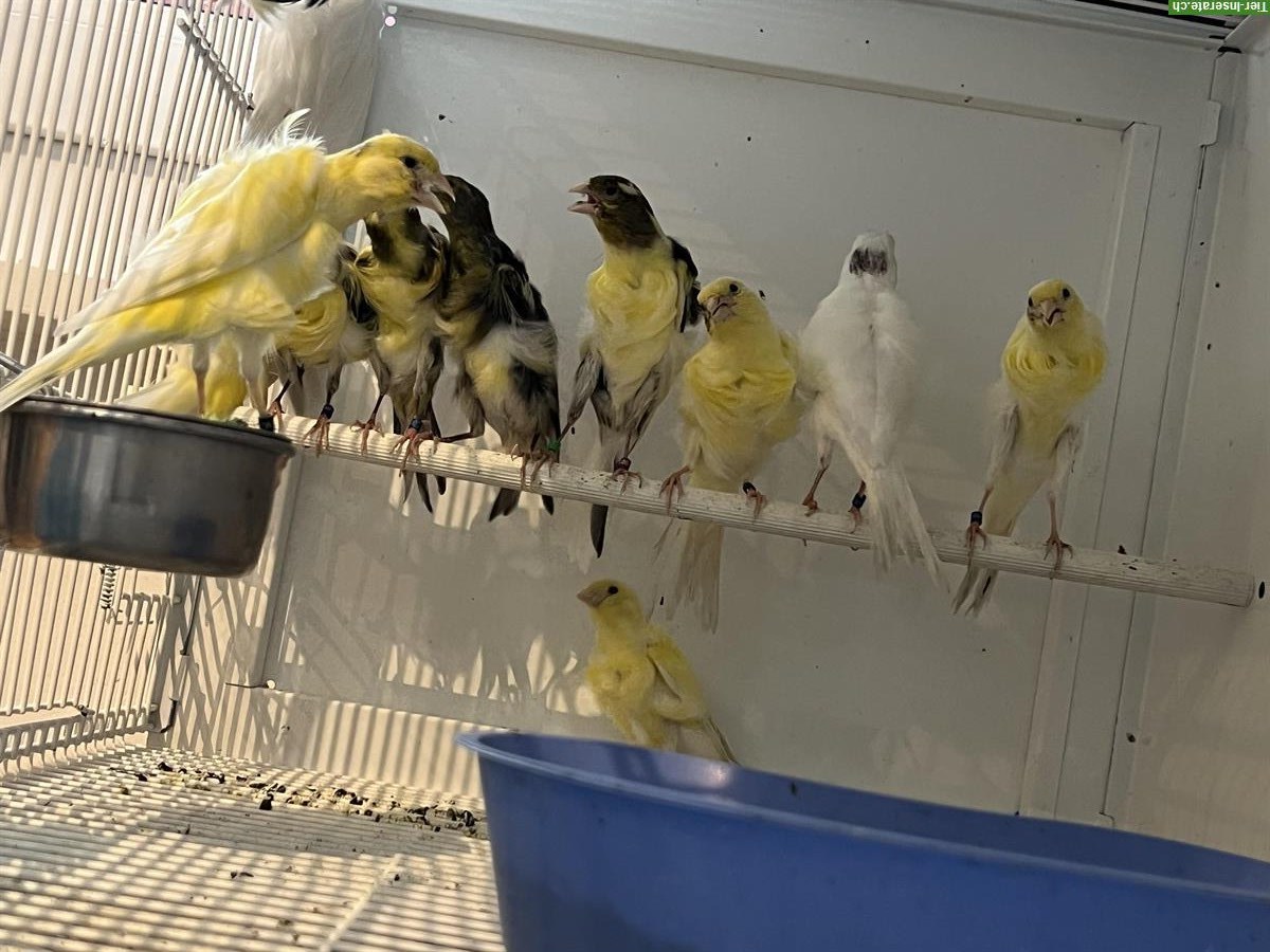Bild 2: Südholländer Frise Kanarienvögel zu verkaufen