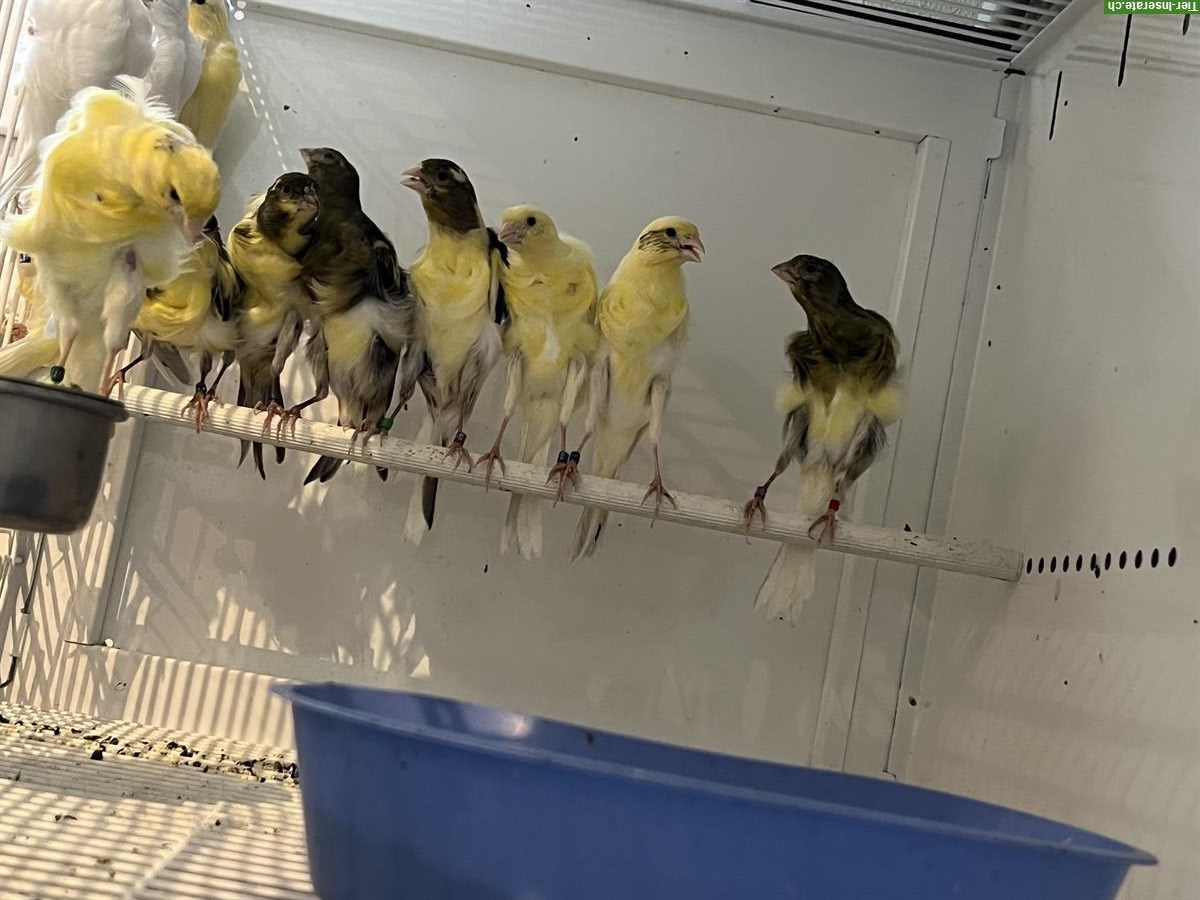 Bild 3: Südholländer Frise Kanarienvögel zu verkaufen