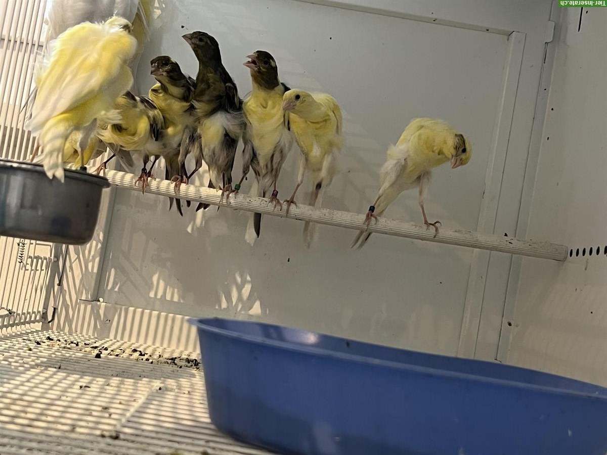 Bild 4: Südholländer Frise Kanarienvögel zu verkaufen