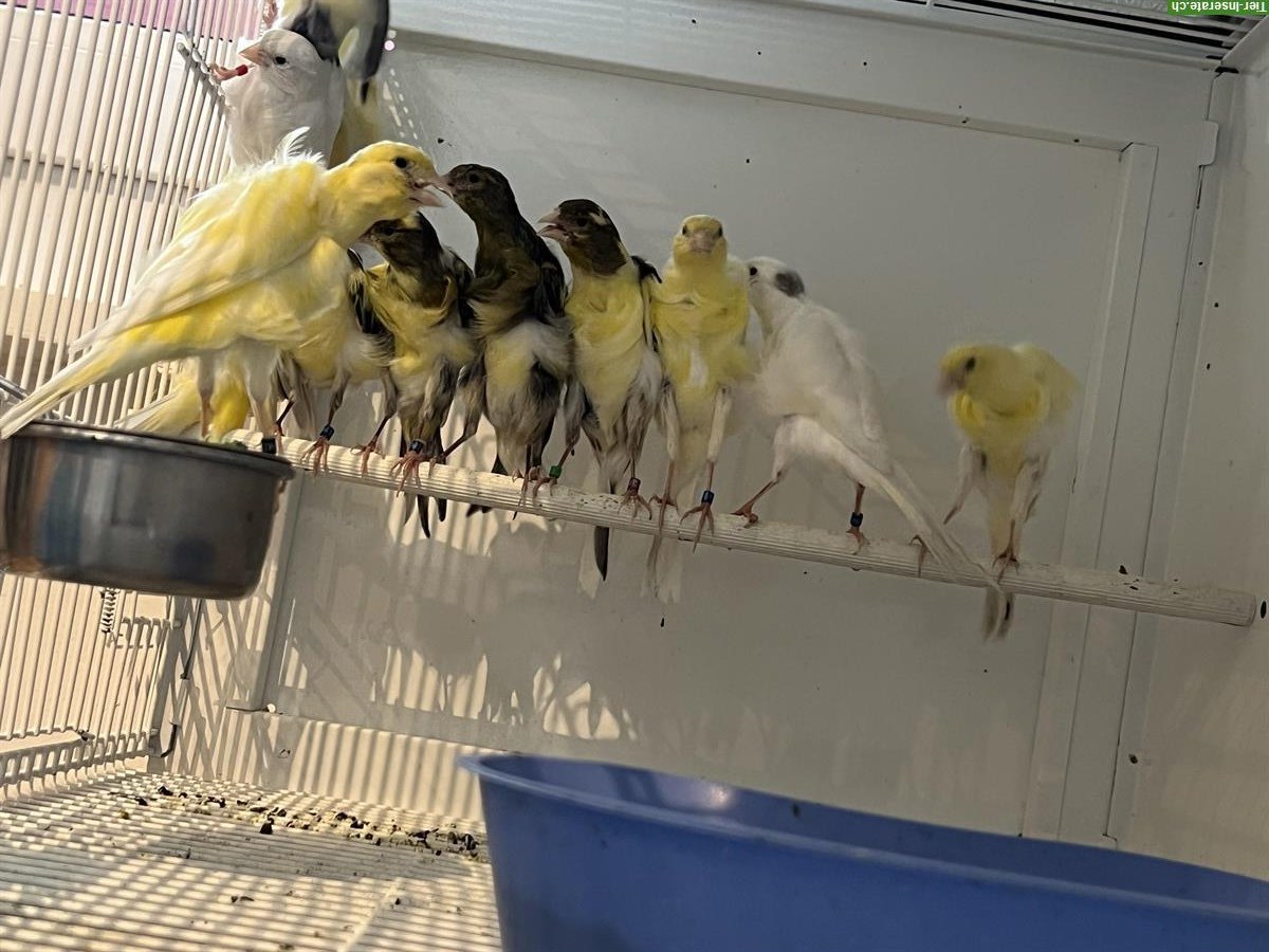 Bild 5: Südholländer Frise Kanarienvögel zu verkaufen