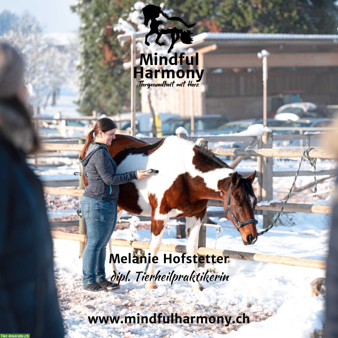 Bild 2: Mindful Harmony - Tiergesundheit mit Herz