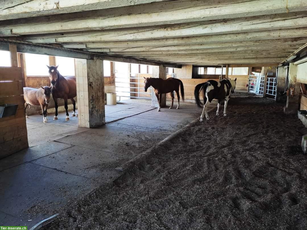 Bild 3: Freie Pferdepensionsplätze in Emmen LU