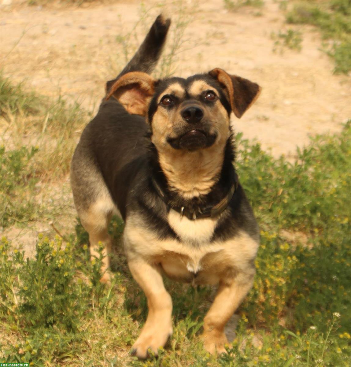 Bild 2: Kazio, ein origineller kleiner Hund mit tiefer Stimme, ca. 5 Jahre