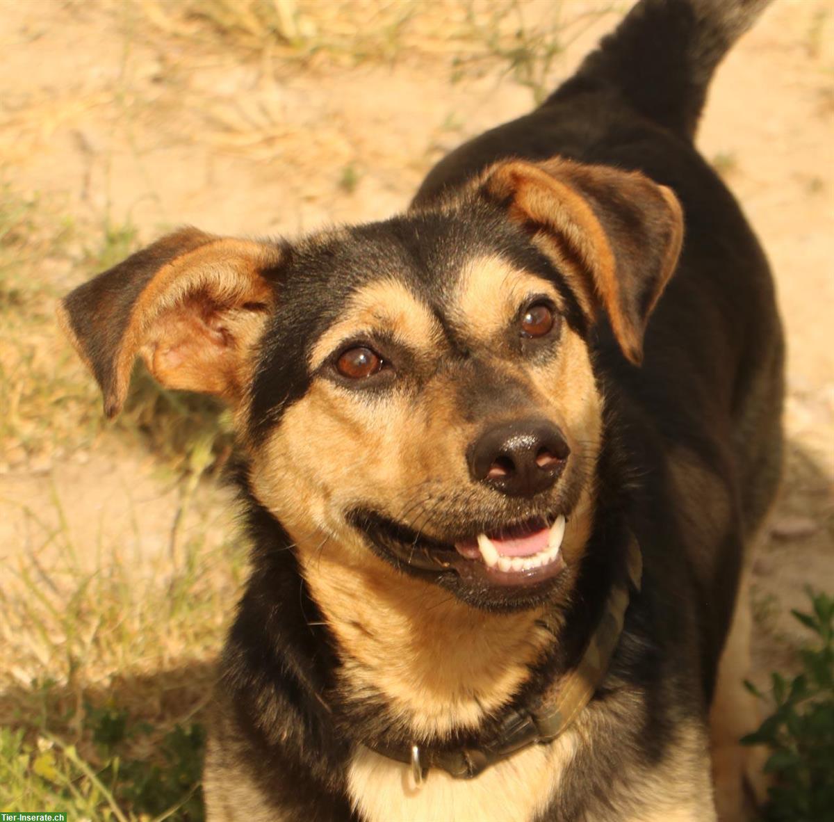 Bild 3: Kazio, ein origineller kleiner Hund mit tiefer Stimme, ca. 5 Jahre