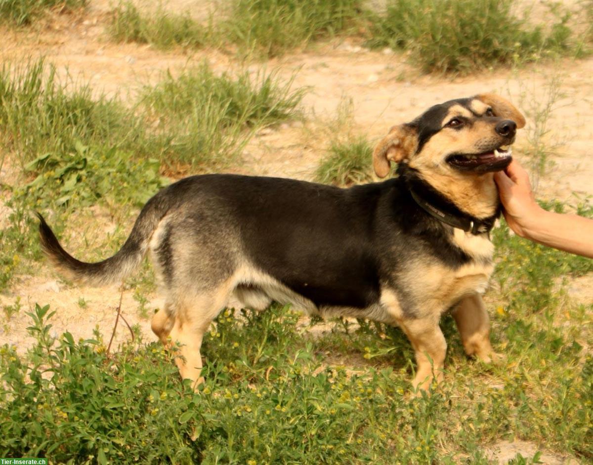 Bild 4: Kazio, ein origineller kleiner Hund mit tiefer Stimme, ca. 5 Jahre