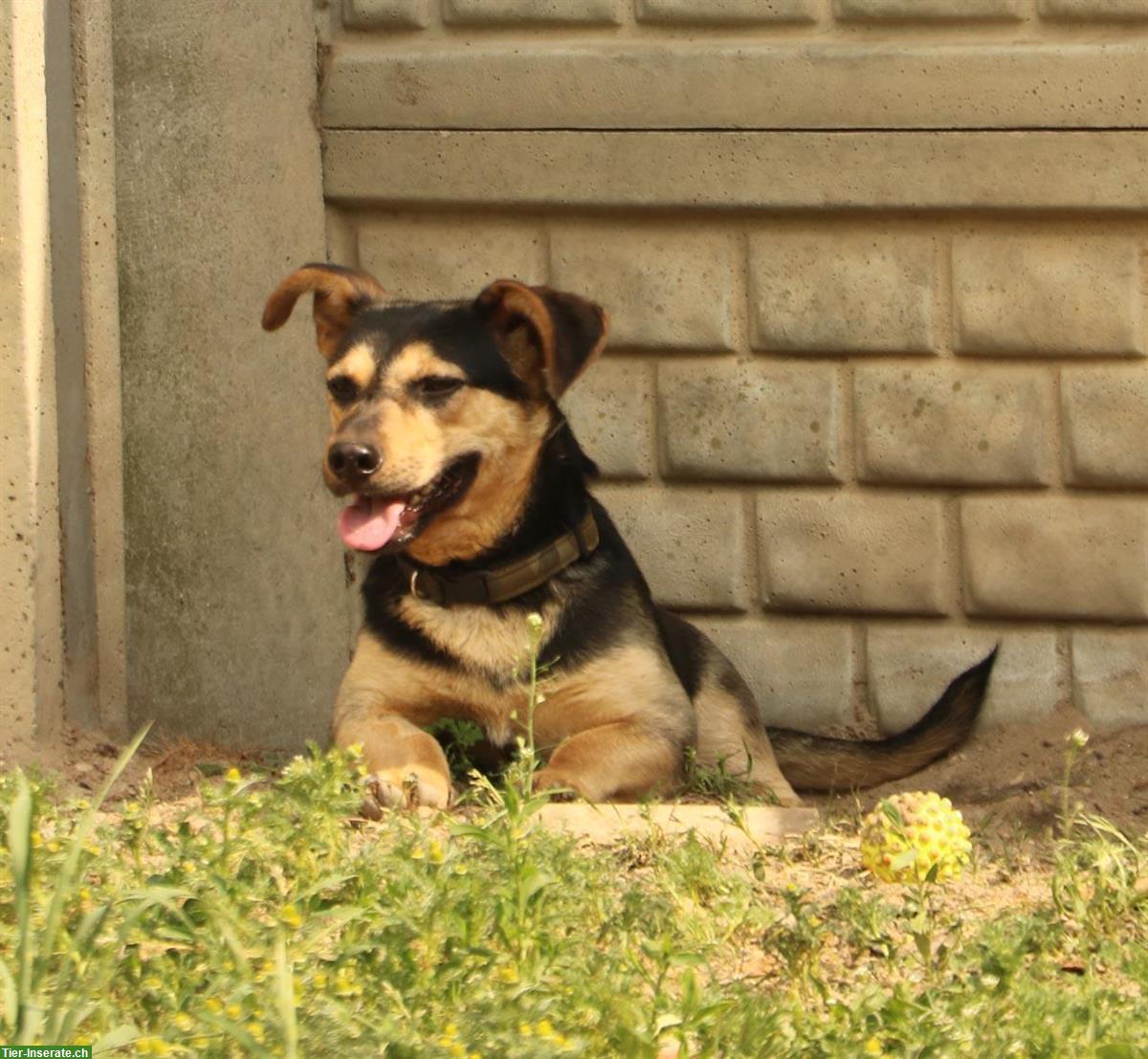 Bild 5: Kazio, ein origineller kleiner Hund mit tiefer Stimme, ca. 5 Jahre