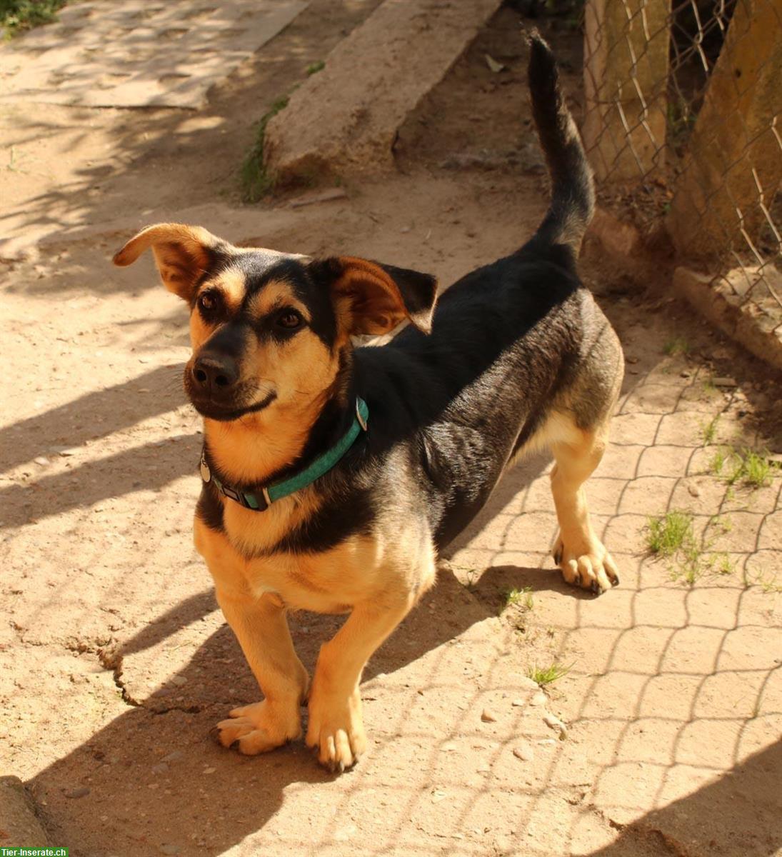 Bild 6: Kazio, ein origineller kleiner Hund mit tiefer Stimme, ca. 5 Jahre