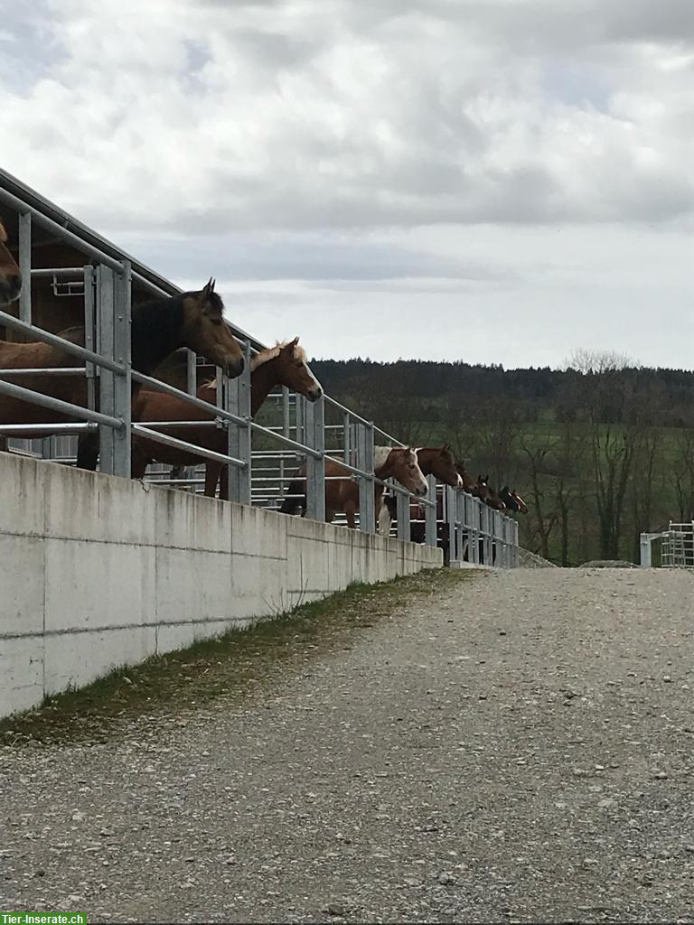 Bild 4: 1 freie Pferdeboxe mit Auslauf in Muri im Aargau