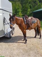 Pflegebeteiligung für Quarter Horse Stute in Graben BE