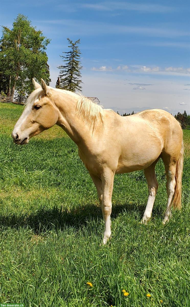 Bild 2: Mustang Stute aus British Columbia, Kanada