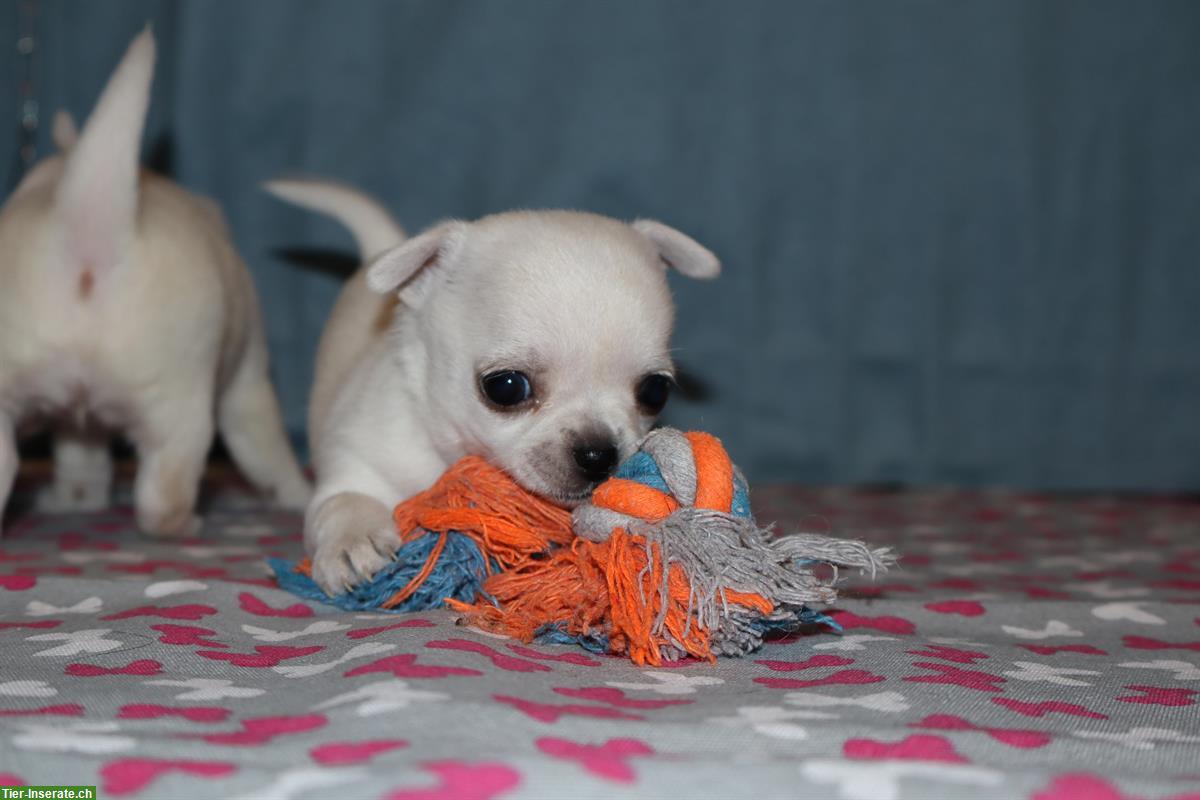 Bild 3: Kurzhaar Chihuahua Welpen in weiss-creme