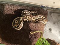 Python Mojave, 5 Jahre alt, weiblich, handzahm