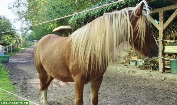 Bild 5: 6-jähriger neugieriger Pony Wallach sucht seine Bestimmung