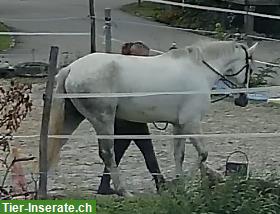 Bild 2: Wunderschöner Connemara Pony Wallach zu verkaufen