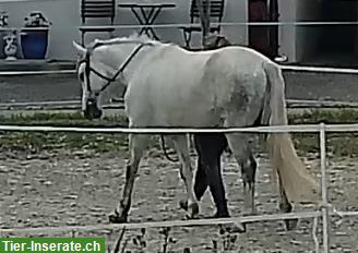 Bild 3: Wunderschöner Connemara Pony Wallach zu verkaufen