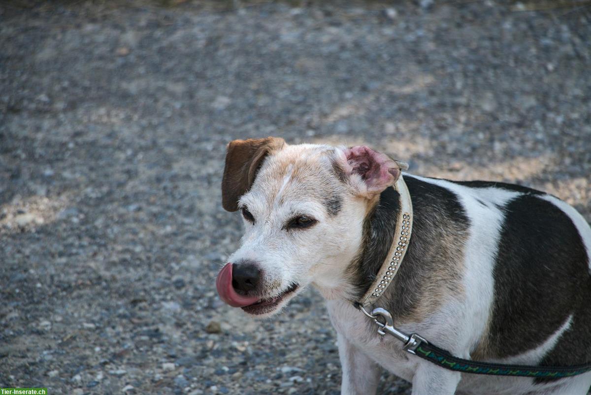 Bild 2: Jack Russel Terrier Hund Milow sucht Traumfrau