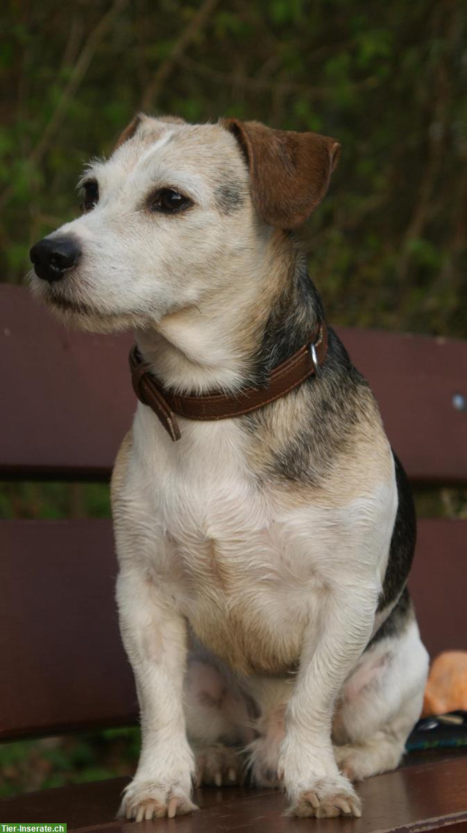 Bild 3: Jack Russel Terrier Hund Milow sucht Traumfrau