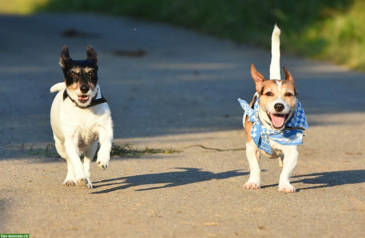 Bild 5: Jack Russel Terrier Hund Milow sucht Traumfrau
