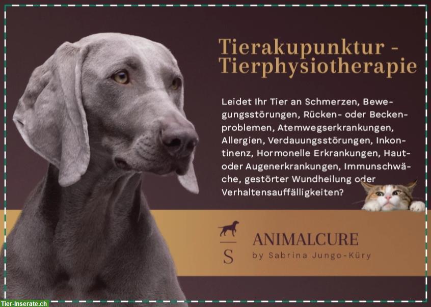 Bild 2: Tierphysiotherapie / Tierakupunktur