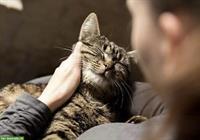 Catsitting / Katzenbetreuung bei Ihnen oder mir Daheim, Basel & Umgebung