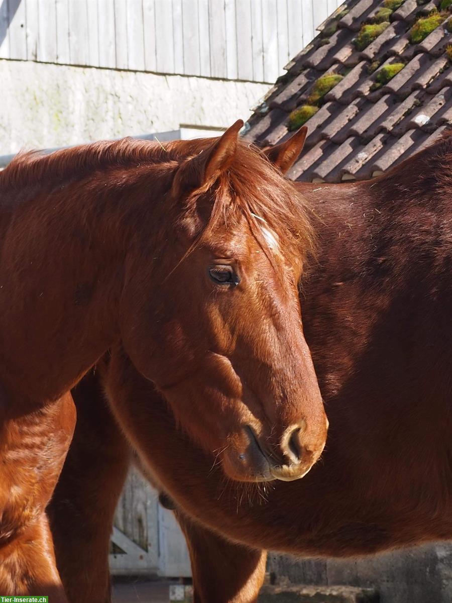 Bild 4: 3-jähriger Quarter Horse Wallach, roh