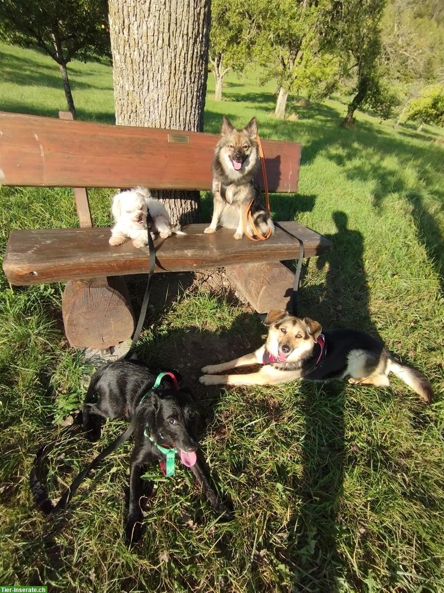 Bild 4: Holidog Inn | Familiäre Hundetagesstätte mit Ferienbetreuung