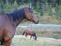 Horsesitting gesucht im Wallis
