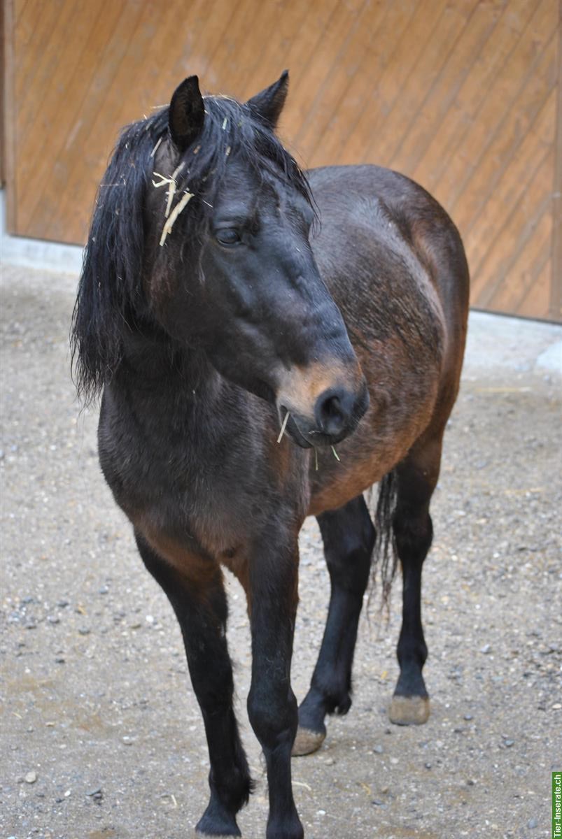 Bild 5: 6.5-jähriges Pony zu verkaufen