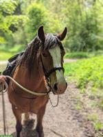 Waldausflug mit Pferd und Pony | RoxyTrekk