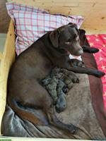 Wurfankündigung: reinrassige Labrador Welpen braun