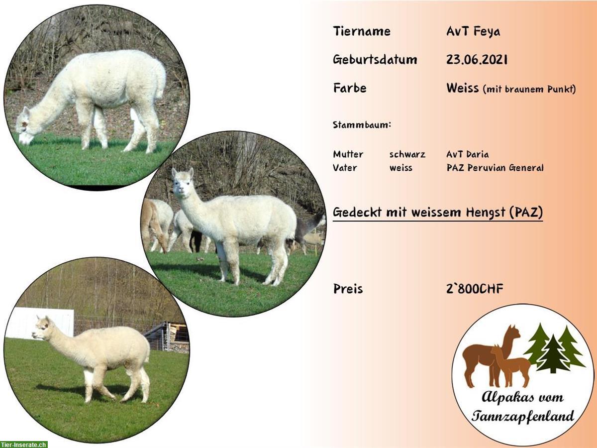 Bild 2: Alpaka Stuten / Jungstuten zu verkaufen