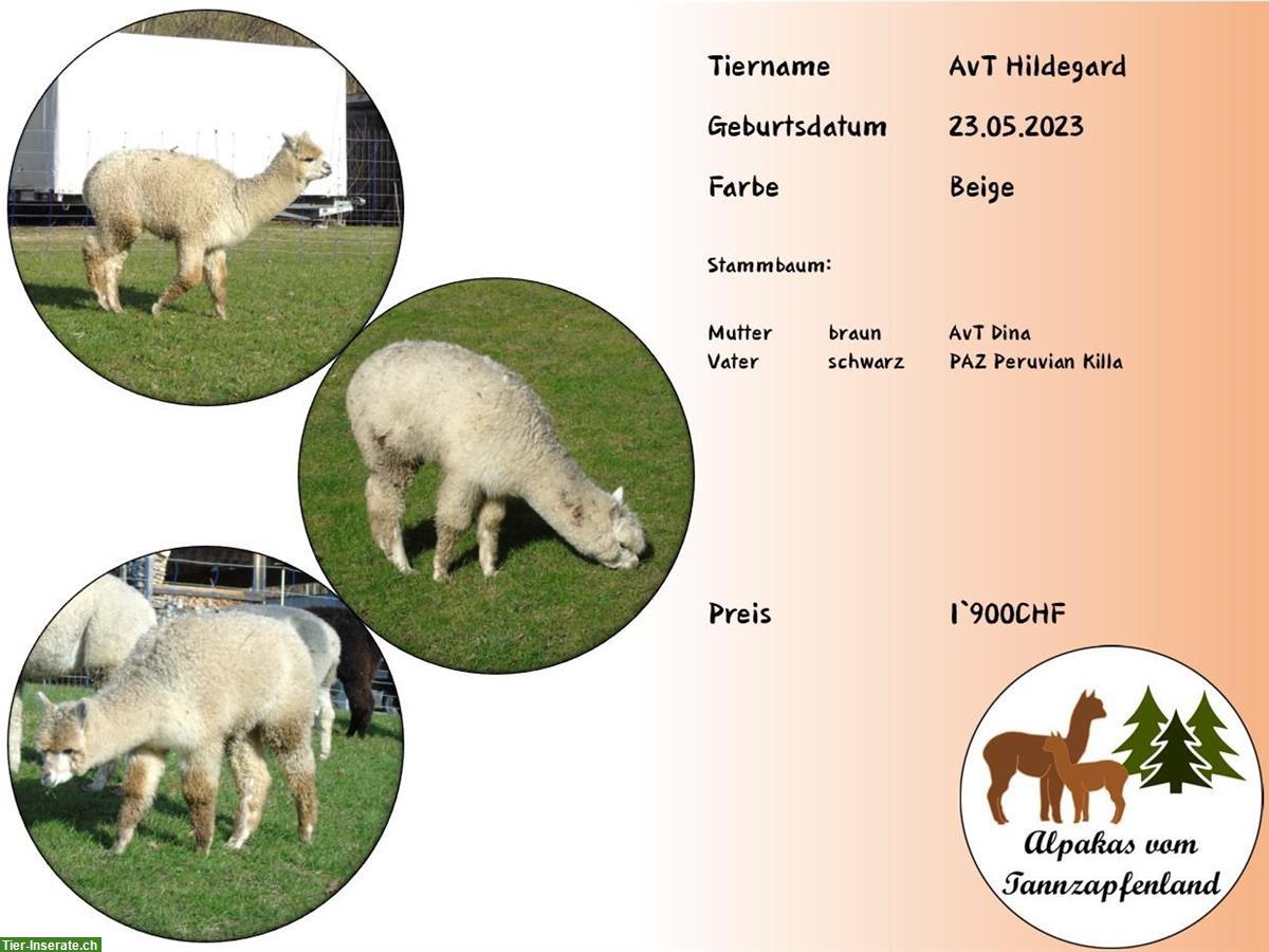 Bild 5: Alpaka Stuten / Jungstuten zu verkaufen