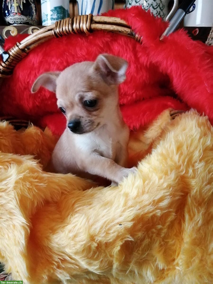 Bild 6: Süße Chihuahua Welpen suchen liebes Zuhause