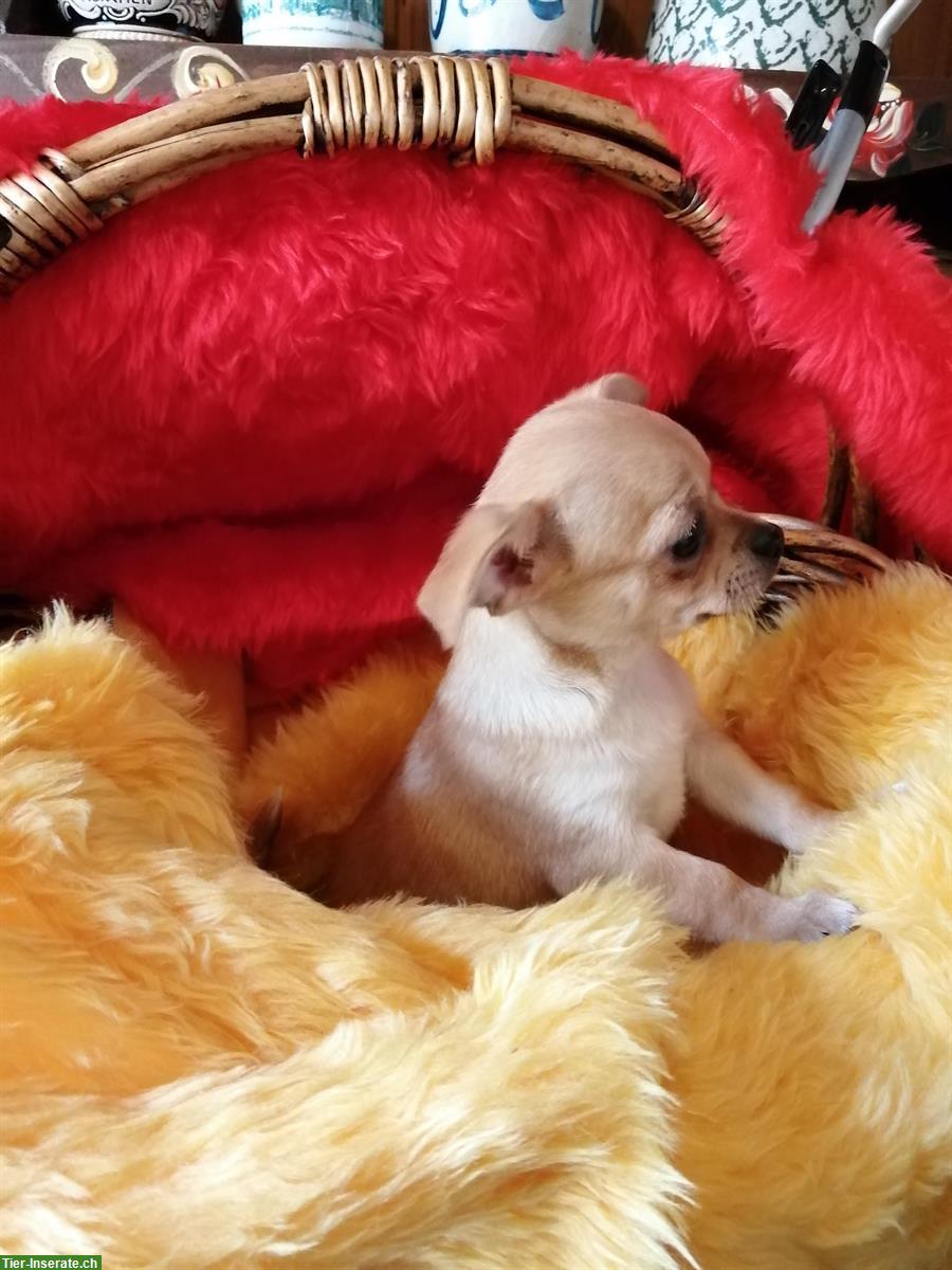 Bild 7: Süße Chihuahua Welpen suchen liebes Zuhause