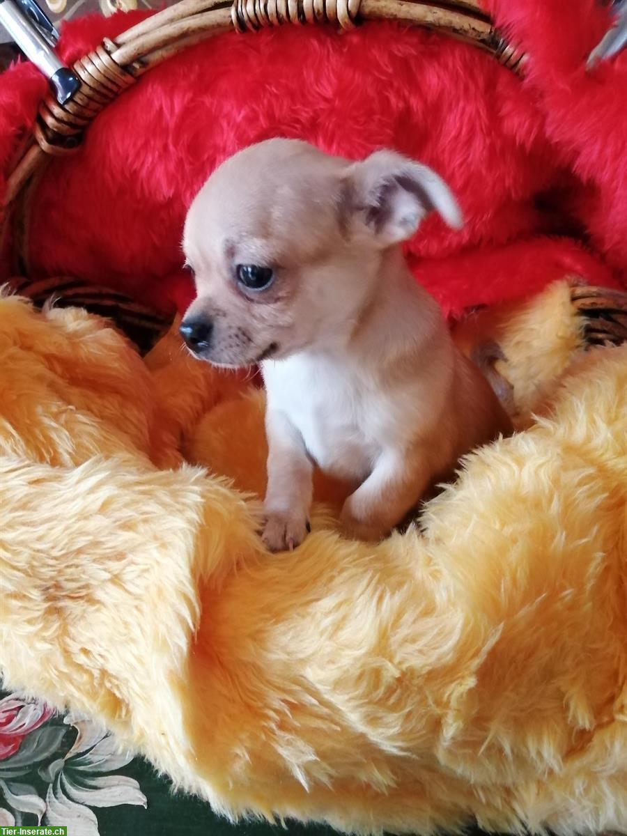 Bild 8: Süße Chihuahua Welpen suchen liebes Zuhause