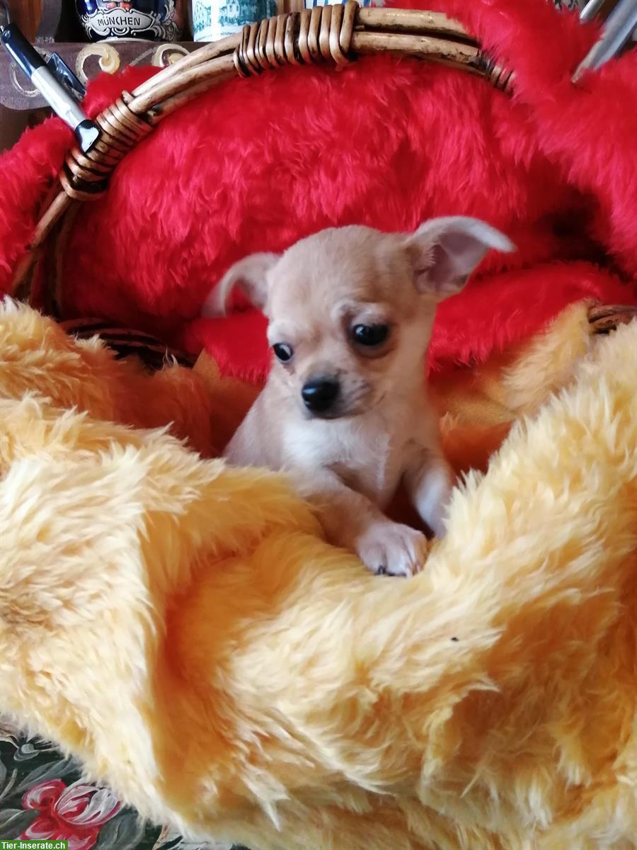 Bild 9: Süße Chihuahua Welpen suchen liebes Zuhause