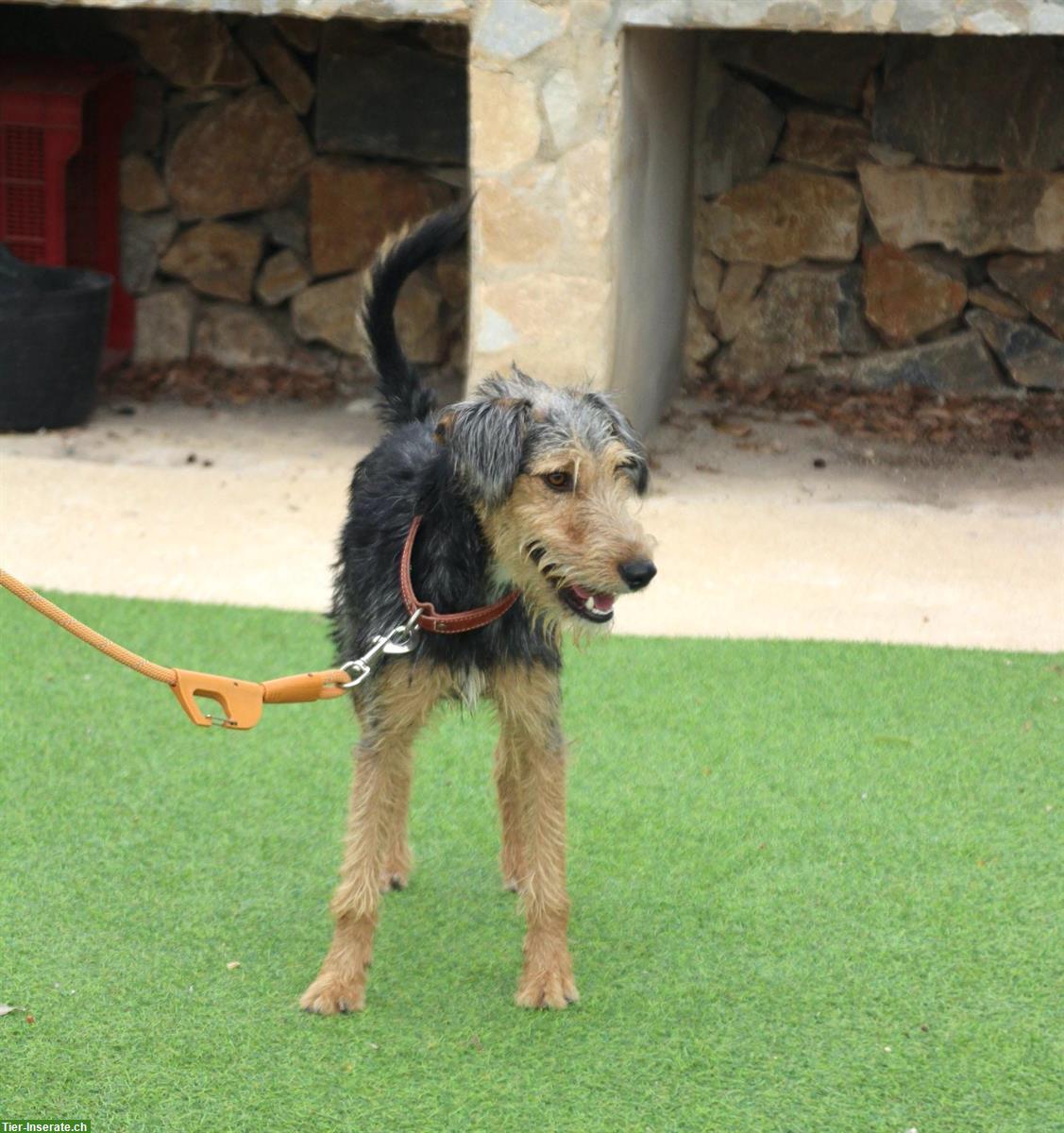 Bild 10: Pedro, ein umgänglicher junger Hunde Rüden, ca. 1.5 Jahre