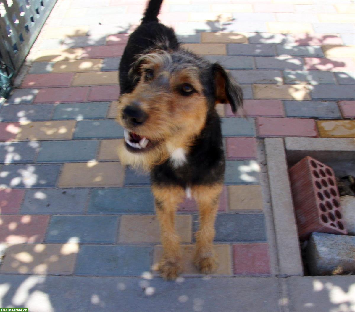 Bild 2: Pedro, ein umgänglicher junger Hunde Rüden, ca. 1.5 Jahre
