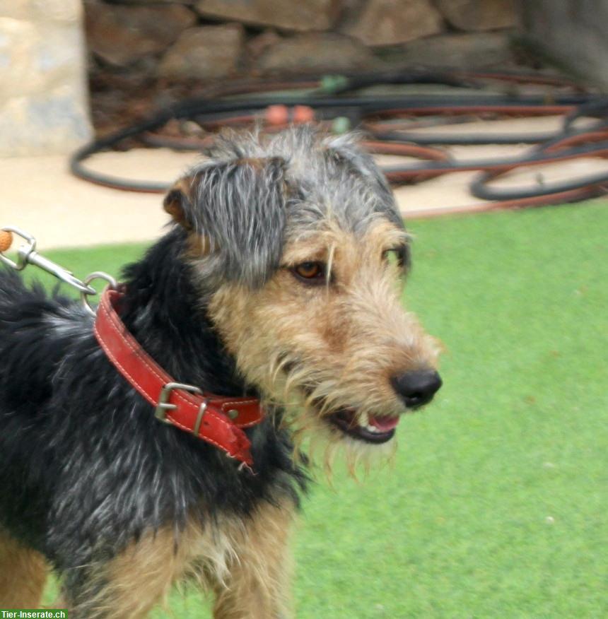 Bild 4: Pedro, ein umgänglicher junger Hunde Rüden, ca. 1.5 Jahre