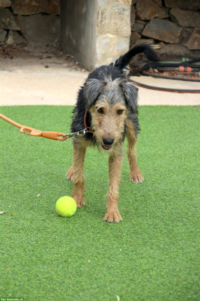 Bild 6: Pedro, ein umgänglicher junger Hunde Rüden, ca. 1.5 Jahre
