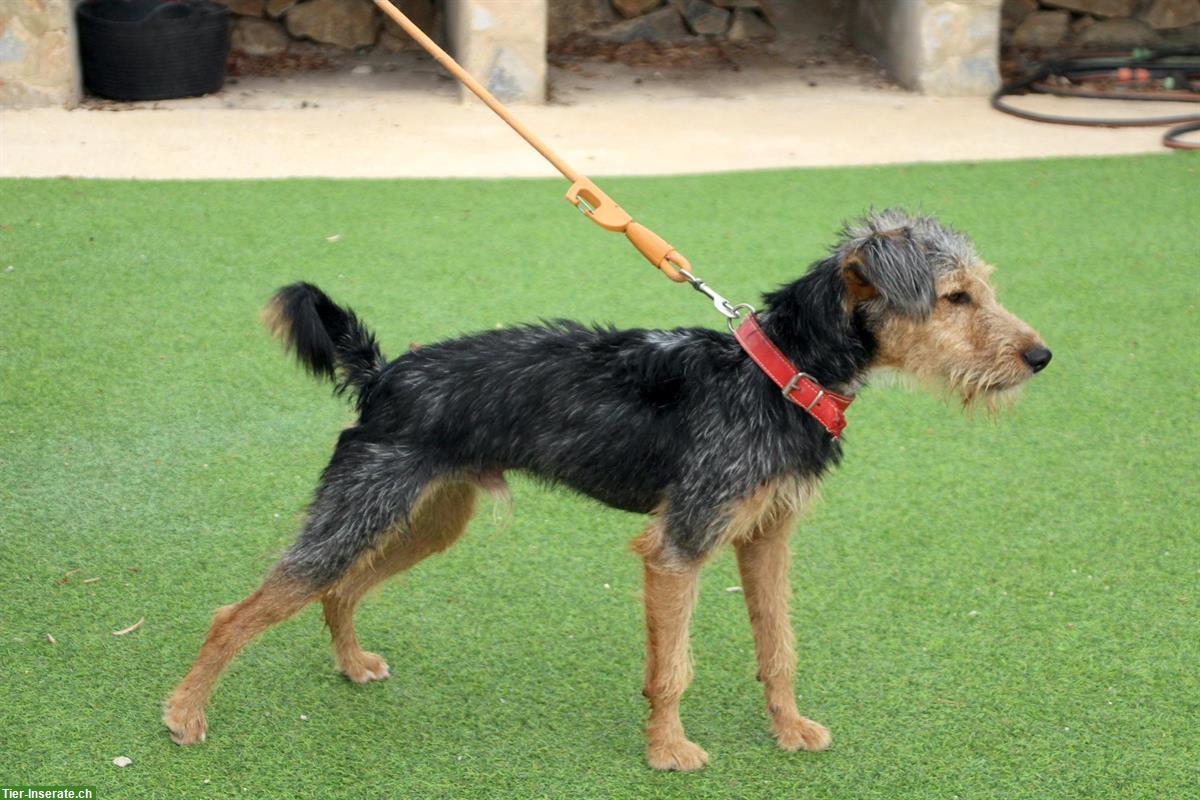 Bild 7: Pedro, ein umgänglicher junger Hunde Rüden, ca. 1.5 Jahre