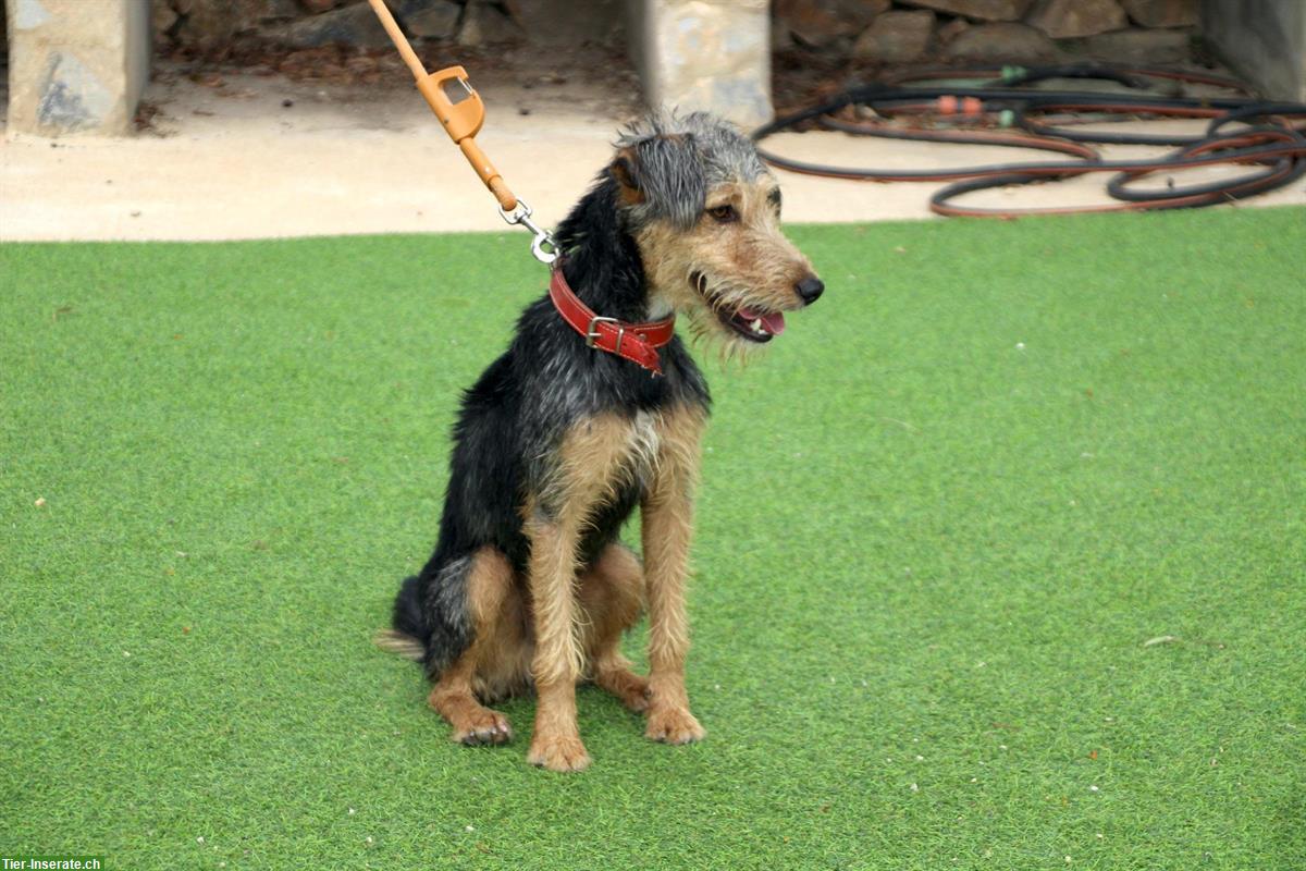 Bild 9: Pedro, ein umgänglicher junger Hunde Rüden, ca. 1.5 Jahre