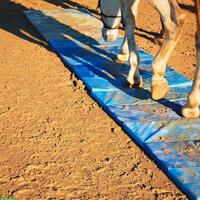 Koordionationskurs für Pferdebesitzer, Reiter und Trainer