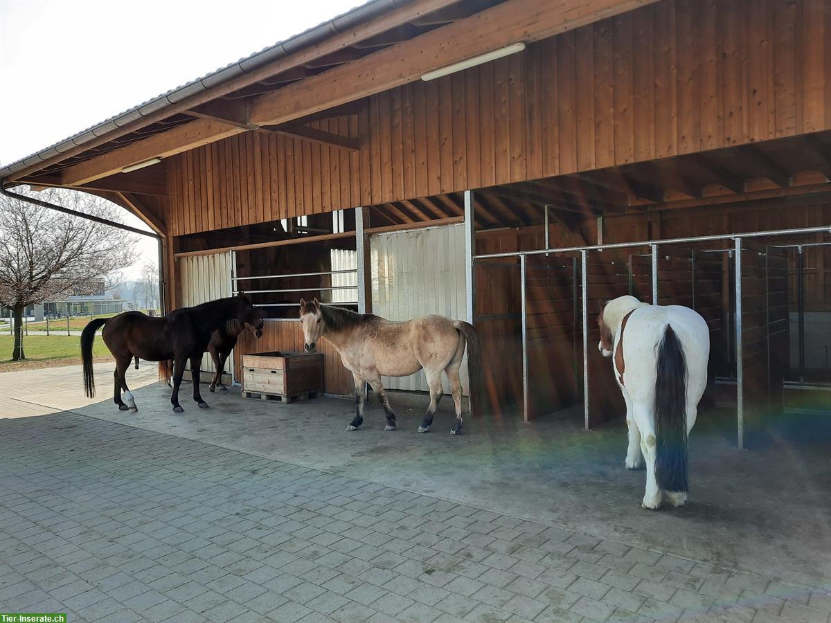 Bild 3: Platz für Barhufpferd in kleinem familiärem Offenstall, Kanton Bern