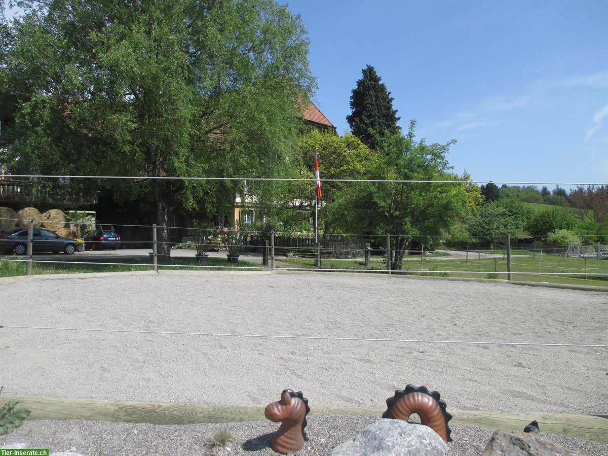 Bild 8: Platz für Barhufpferd in kleinem familiärem Offenstall, Kanton Bern