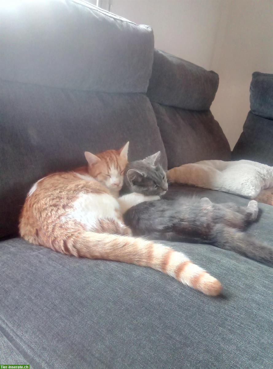 Bild 3: 2 Katzen Geschwister suchen liebevollen Lebensplatz