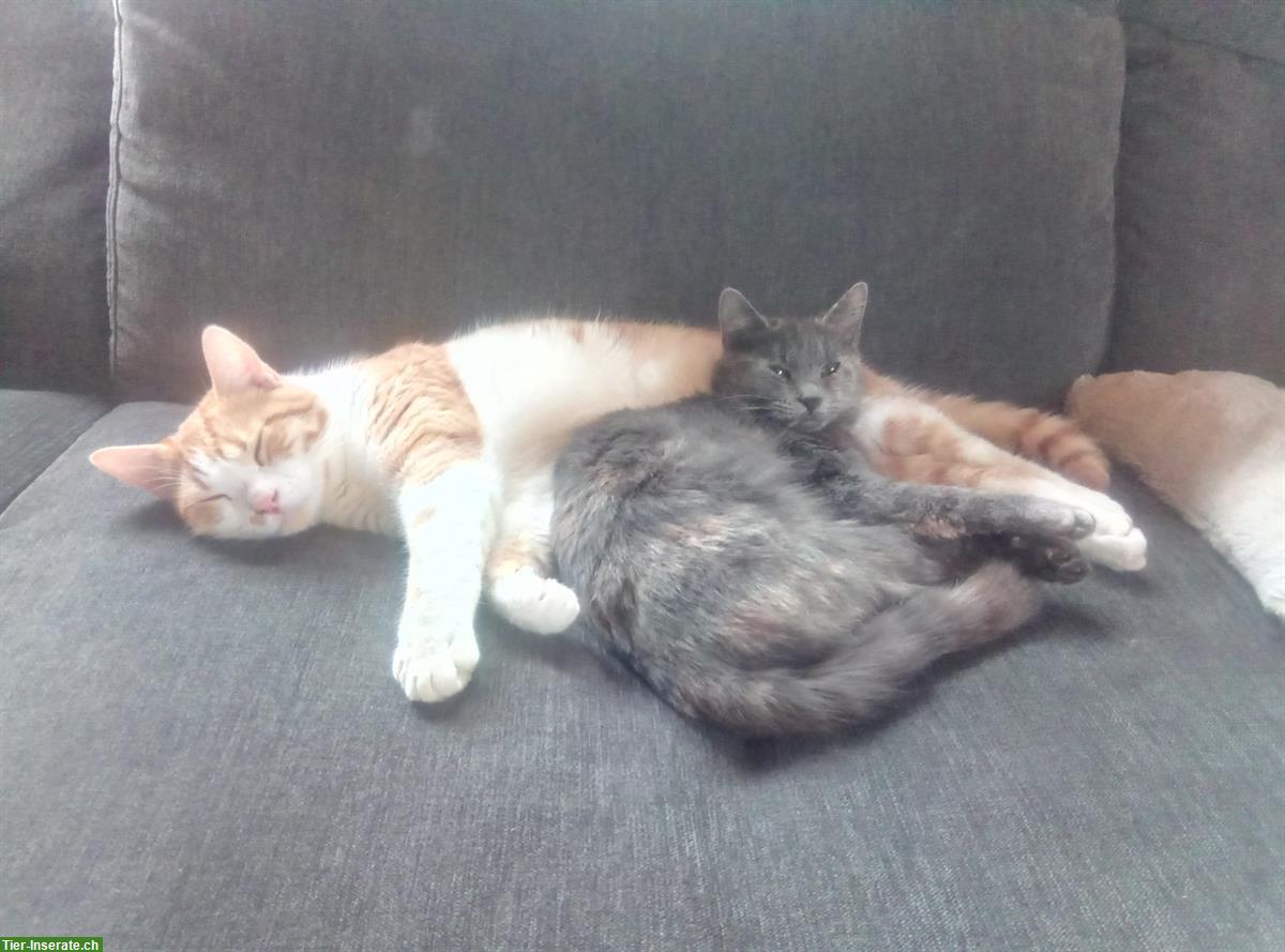 Bild 4: 2 Katzen Geschwister suchen liebevollen Lebensplatz